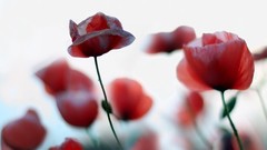 Flowers nature Poppies