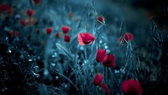 Flowers nature Poppies