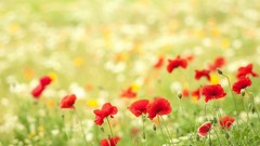 Flowers nature Poppies