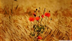 Flowers nature Poppies