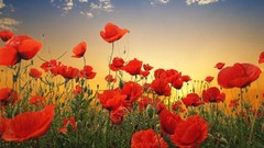 Flowers nature Poppies