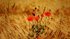 Flowers nature Poppies