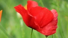 Flowers nature Poppies