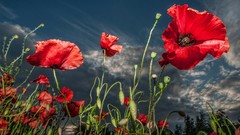 Flowers nature Poppies