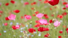 Flowers nature Poppies bokeh