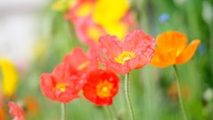 Flowers nature Poppies bokeh