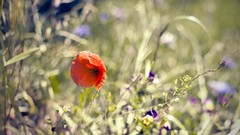Flowers nature Poppies bokeh red flowers