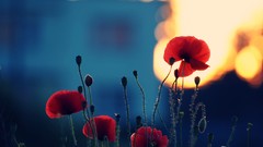 Flowers nature Poppies bokeh red flowers