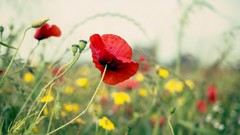 Flowers nature Poppies bokeh red flowers depth of field