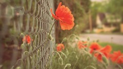 Flowers nature Poppies bud fences red flowers Chain Link Fence 