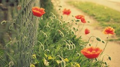 Flowers nature Poppies buds fences red flowers Chain Link Fence 