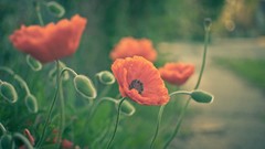 Flowers nature Poppies buds red flowers