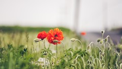 Flowers nature Poppies buds red flowers depth of field