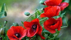 Flowers nature Poppies close-up buds red flowers