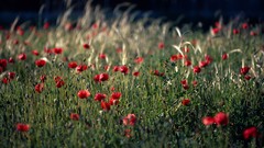Flowers nature Poppies depth of field