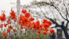 Flowers nature Poppies fences bokeh red flowers depth of field