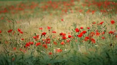 Flowers nature Poppies fields