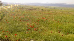 Flowers nature Poppies fields