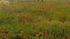 Flowers nature Poppies fields red flowers