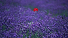 Flowers nature Poppies lavender fields