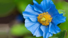 Flowers nature Poppies Plants blue flowers depth of field