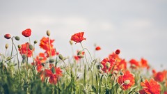 Flowers nature Poppies Plants buds red flowers