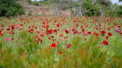 Flowers nature Poppies Plants red flowers