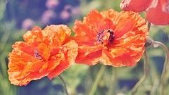 Flowers nature Poppies red flowers