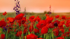 Flowers nature Poppies red flowers