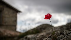 Flowers nature Poppies rocks overcast blurred background red 