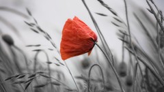 Flowers nature Poppies selective coloring