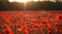 Flowers nature Poppies sunlight red flowers depth of field