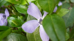 Flowers nature purple