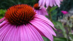 Flowers nature purple