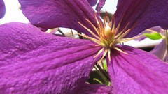 Flowers nature purple clematis
