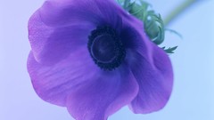 Flowers nature purple flowers