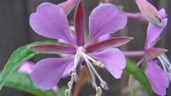 Flowers nature purple flowers