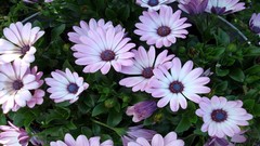 Flowers nature purple flowers