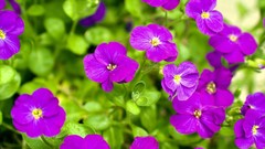 Flowers nature purple flowers