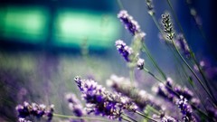 Flowers nature purple flowers