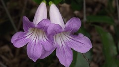 Flowers nature purple flowers