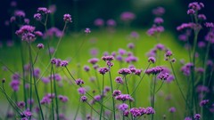 Flowers nature purple flowers