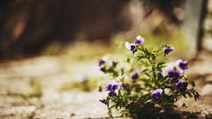 Flowers nature purple flowers blurred background depth of field