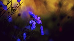 Flowers nature purple flowers bokeh