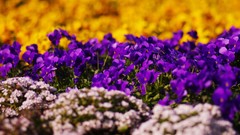 Flowers nature purple flowers bokeh depth of field