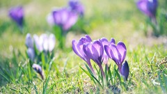 Flowers nature purple flowers crocus