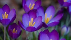 Flowers nature purple flowers crocus