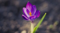 Flowers nature purple flowers crocus