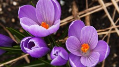 Flowers nature purple flowers crocus
