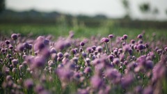 Flowers nature purple flowers depth of field